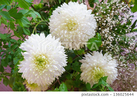 Close up, macro of white chrysanthemum flowers bouquet with green leaves and soft natural background 136025644
