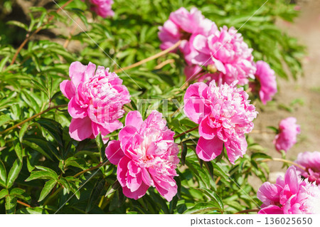Blooming pink peony flowers in sunny garden with green leaves and natural plant background 136025650