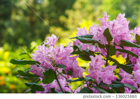 Pink Rhododendron Ericaceae flower branch blooming on lush green garden background 136025660