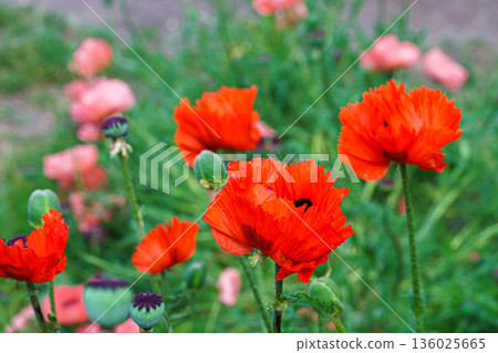 Field of bright papaver oriental, red poppy flowers blooming on green summer meadow background Field of bright papaver oriental, red poppy flowers blooming on green summer meadow background 136025665