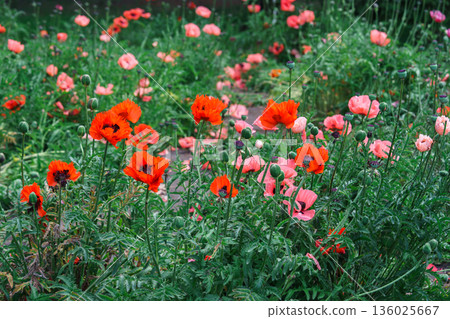 Field of bright papaver oriental, red poppy flowers blooming on green summer meadow background Field of bright papaver oriental, red poppy flowers blooming on green summer meadow background 136025667