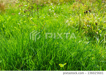 Close up, macro of fresh green grass texture on meadow in sunlight with natural summer vegetation 136025681