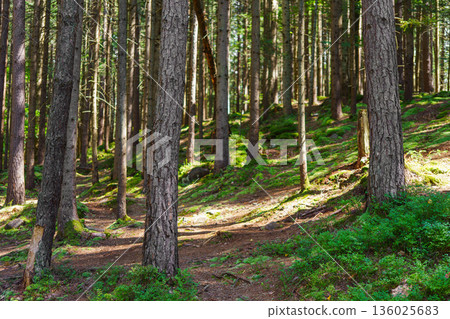 Forest trail among tall pine trees with sunlight and green moss, summer landscape 136025683