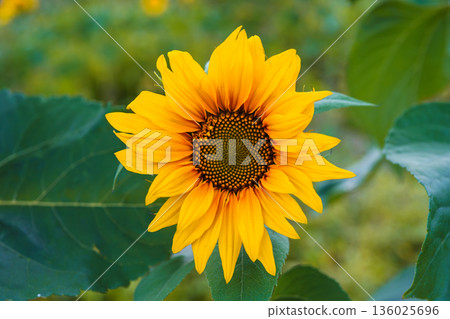 Bright blooming sunflower flowe in natural landscape with green blurred background Bright blooming sunflower flowe in natural landscape with green blurred background 136025696