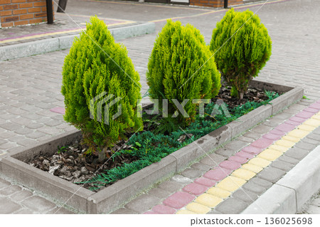 Decorative green shrubs in urban landscape design on street, decorative greenery for flower bed Decorative green shrubs in urban landscape design on street, decorative greenery for flower bed 136025698