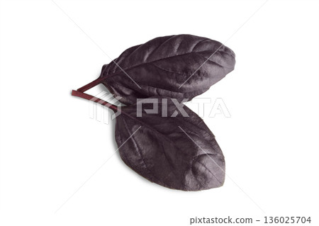Close up, macro of purple basil leaves isolated on white background, fresh aromatic herb for cook Close up, macro of purple basil leaves isolated on white background, fresh aromatic herb for cook 136025704