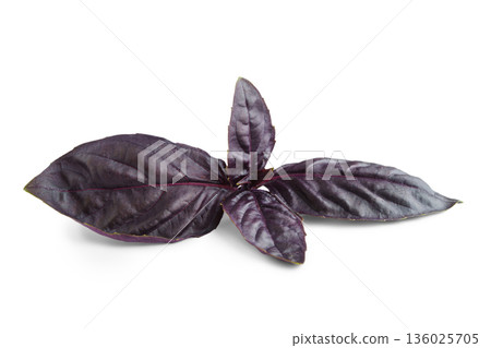 Close up, macro of purple basil leaves isolated on white background, fresh aromatic herb for cook Close up, macro of purple basil leaves isolated on white background, fresh aromatic herb for cook 136025705
