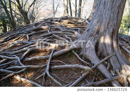 Tree root Tree root 136025729
