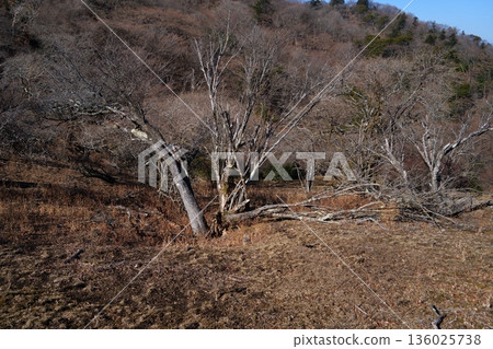 Old tree Old tree 136025738