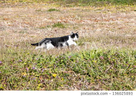 Black and white tabby cat Black and white tabby cat 136025893
