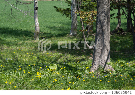 Spring flowering gardens and farmland Spring flowering gardens and farmland 136025941