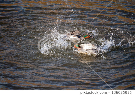 A quarrel between two ducklings on the Yasuragi Embankment of the Shinano River 136025955