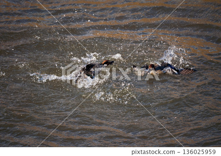 信濃川安息堤防上兩隻小鴨子的爭吵 136025959