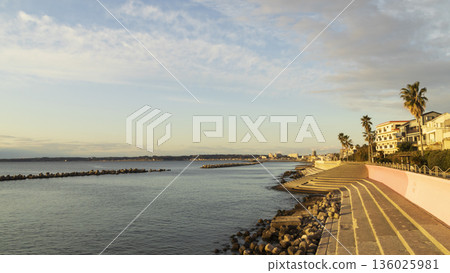 早春時節,三浦半島上著名的水仙花路一覽無遺。 早春時節,三浦半島上著名的水仙花路一覽無遺。 136025981