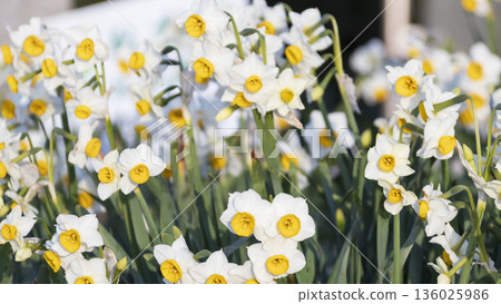 The famous Daffodil Road in early spring on the Miura Peninsula The famous Daffodil Road in early spring on the Miura Peninsula 136025986