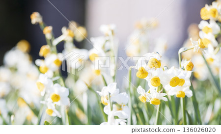 早春時節，三浦半島上著名的水仙花路一覽無遺。 136026020