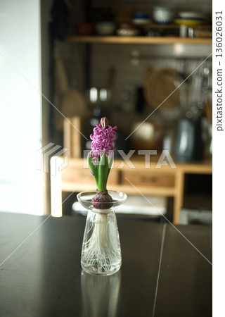 Water-grown hyacinth flowers blooming Water-grown hyacinth flowers blooming 136026031