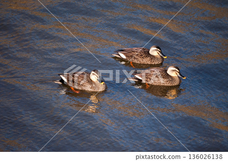 信濃川安城堤岸上的輕毛 136026138