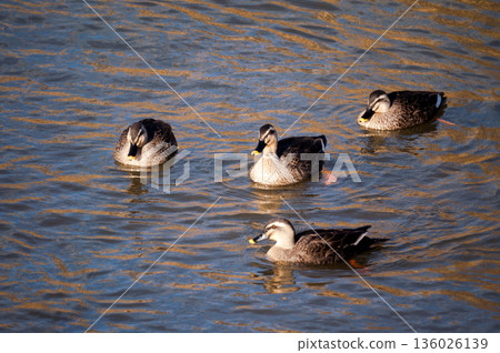 Karugamo on the Yasuragi Embankment of the Shinano River Karugamo on the Yasuragi Embankment of the Shinano River 136026139