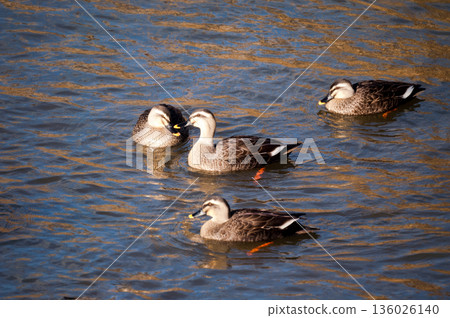 Karugamo on the Yasuragi Embankment of the Shinano River 136026140
