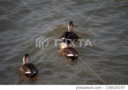 Karugamo on the Yasuragi Embankment of the Shinano River 136026147