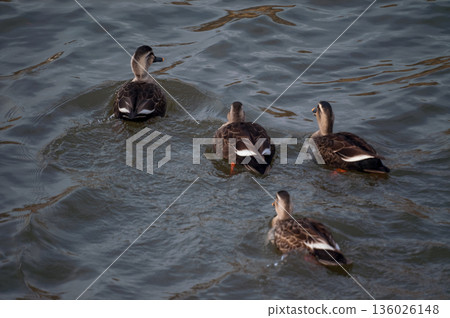 Karugamo on the Yasuragi Embankment of the Shinano River Karugamo on the Yasuragi Embankment of the Shinano River 136026148