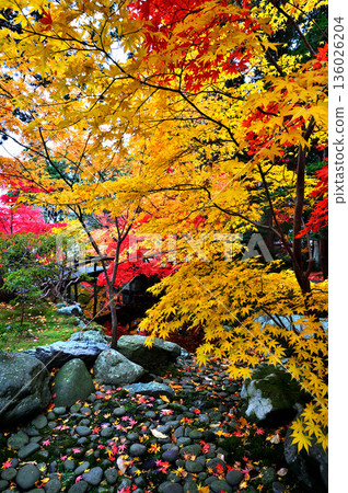 Autumn leaves 136026204