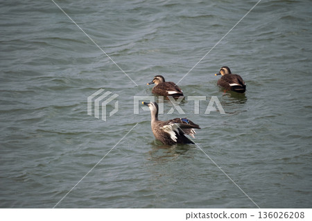 The flapping wings of a karugamo duck on the Yasuragi Bank of the Shinano River The flapping wings of a karugamo duck on the Yasuragi Bank of the Shinano River 136026208