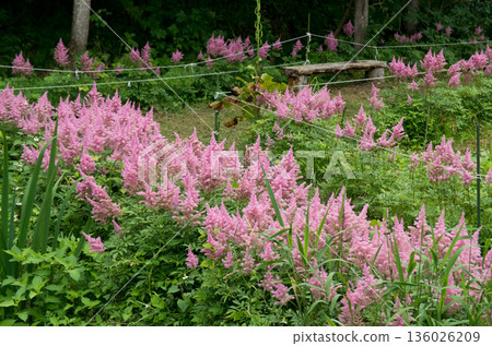 Astilbe blooming in the flowerbed Astilbe blooming in the flowerbed 136026209