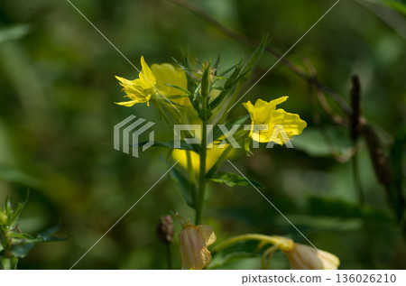 Yellow flower Yellow flower 136026210