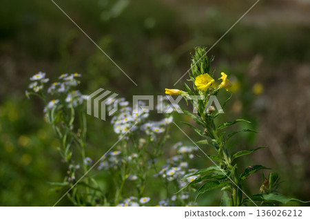 It seems to be evening primrose and daisy It seems to be evening primrose and daisy 136026212