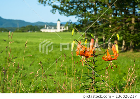 田野裡盛開的虎百合花景 136026217