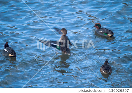 Small ducks flapping their wings on the Yasuragi Embankment of the Shinano River 136026297