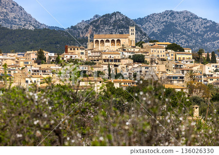 Almond blossom season around the village Selva, located on a hill in front of the Serra de Tramuntana mountains, Mallorca, Balearic Islands, Spain 136026330