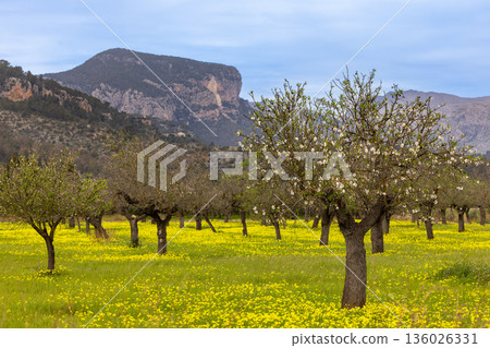 Blossoming almond trees in front of Serra de Tramuntana mountains, Majorca, Mallorca, Balearic Islands, Spain, Europe 136026331