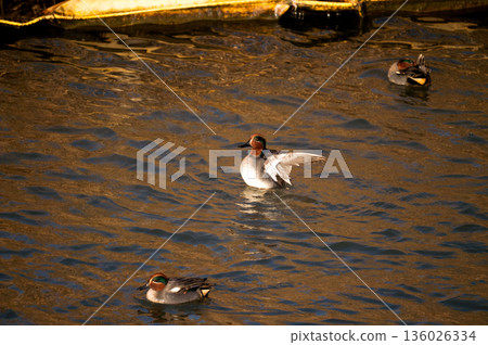Small ducks flapping their wings on the Yasuragi Embankment of the Shinano River Small ducks flapping their wings on the Yasuragi Embankment of the Shinano River 136026334