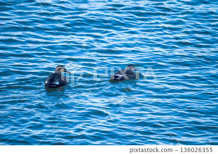 信濃川安城堤岸上的輕毛 136026355