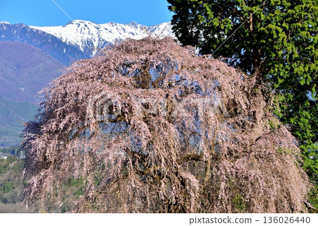 The weeping cherry tree of Yoshise 136026440