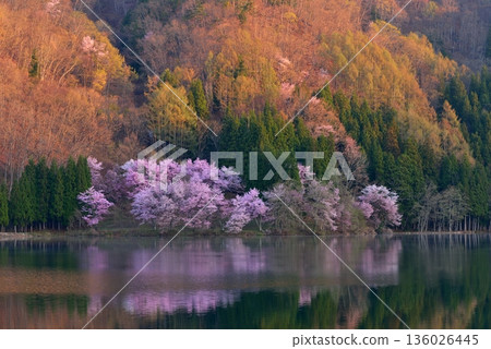 Nakanishi的大町櫻花 136026445