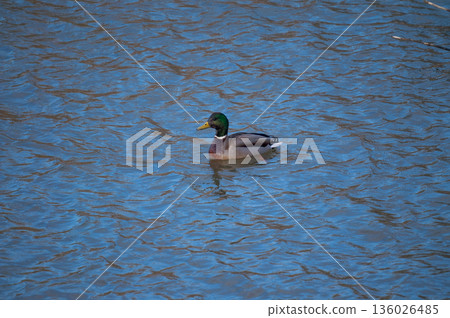 Magamo on the Yasuragi Embankment of the Shinano River Magamo on the Yasuragi Embankment of the Shinano River 136026485
