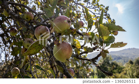 Ripe Apples on Tree Branch in Natural Sunlight Ripe Apples on Tree Branch in Natural Sunlight 136026511