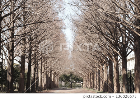 Winter light filtering through the metasequoia tree-lined street at Hiratsuka City General Park Winter light filtering through the metasequoia tree-lined street at Hiratsuka City General Park 136026575