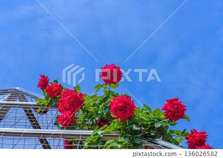 An arch of bright red roses blooming against a blue sky. Copy space available. 136026582
