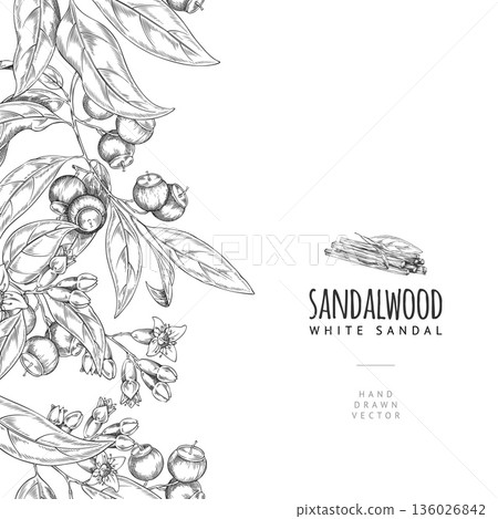 Sandalwood tree leaves, flowers, seeds fragrant sticks engraved sketch, vector seamless border design organic products Sandalwood tree leaves, flowers, seeds fragrant sticks engraved sketch, vector seamless border design organic products 136026842