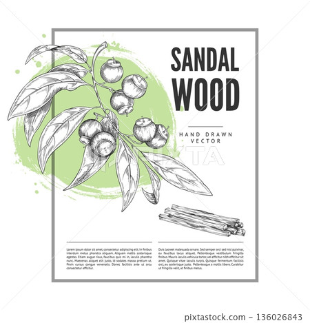 Sandalwood tree branch with fragrant wooden sticks engraved sketch, vector label design organic herbal essential product Sandalwood tree branch with fragrant wooden sticks engraved sketch, vector label design organic herbal essential product 136026843