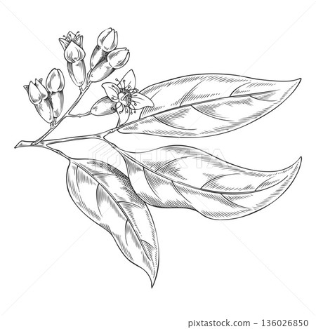 Sandalwood tree branch with leaves and flowers sketch, vector engraved hand drawn organic cosmetics, perfume ingredient Sandalwood tree branch with leaves and flowers sketch, vector engraved hand drawn organic cosmetics, perfume ingredient 136026850
