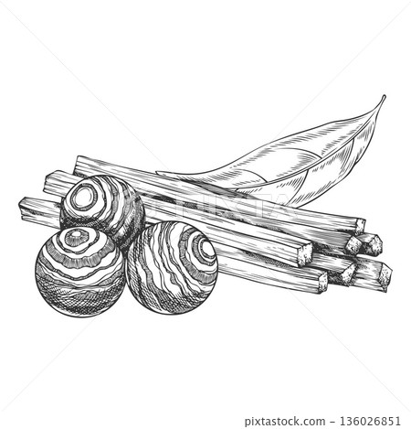 Sandalwood tree organic products vector sketch composition, hand drawn engraved leaf, fragrant wooden balls and sticks Sandalwood tree organic products vector sketch composition, hand drawn engraved leaf, fragrant wooden balls and sticks 136026851