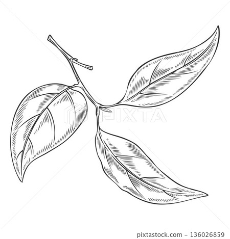 Sandalwood tree twig with leaves sketch, vector engraved hand drawn organic cosmetics, perfume essential oil ingredient Sandalwood tree twig with leaves sketch, vector engraved hand drawn organic cosmetics, perfume essential oil ingredient 136026859