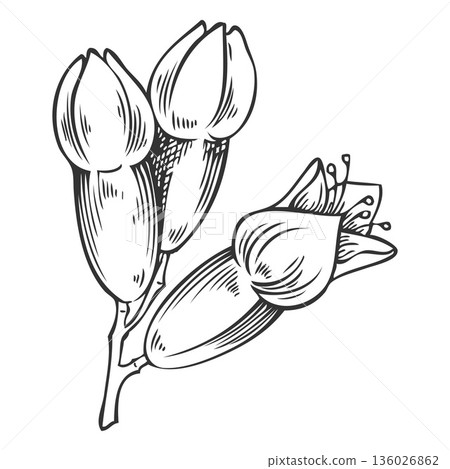Sandalwood tree flowers sketch, vector engraved hand drawn essential herb, aroma plant, organic cosmetics ingredient 136026862