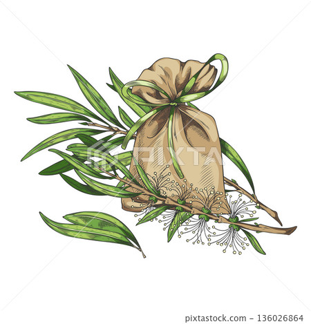 Tea tree branch with leaves flowers, sachet bag sketch, vector hand drawn essential herb, medicinal aroma plant products 136026864